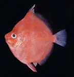 Deepbody boarfish (Antigonia capros)