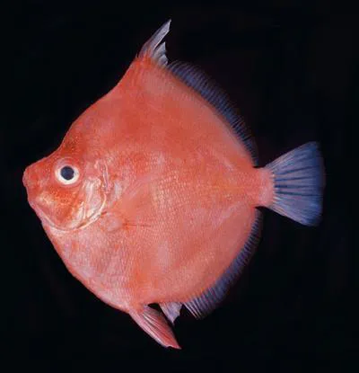 Deepbody boarfish (Antigonia capros)