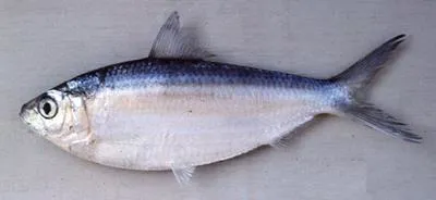 Deepbody sardinella (Sardinella brachysoma)