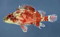 Deepreef scorpionfish (Scorpaenodes tredecimspinosus)