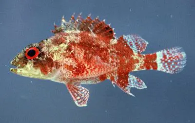 Deepreef scorpionfish (Scorpaenodes tredecimspinosus)