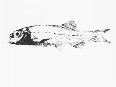 Deepscale slickhead (Bathytroctes squamosus)
