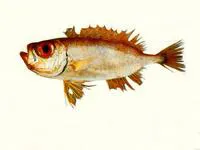 Deepsea bigeye (Priacanthus fitchi)