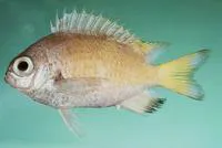 Deepsea chromis (Chromis abyssicola)