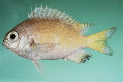 Deepsea chromis (Chromis abyssicola)