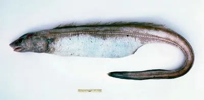 Deepsea conger (Bassanago hirsutus)