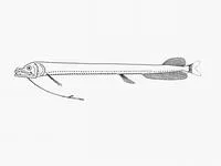 Deepsea dragonfish (Eustomias trewavasae)