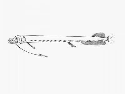 Deepsea dragonfish (Eustomias trewavasae)