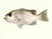 Deepsea jewfish (Glaucosoma buergeri)