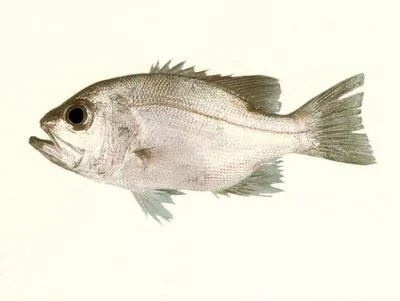 Deepsea jewfish (Glaucosoma buergeri)