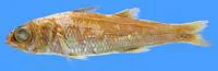 Deepwater cardinalfish (Epigonus marisrubri)