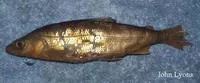 Deepwater cisco (Coregonus johannae)