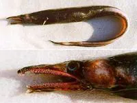 Deepwater conger (Xenomystax atrarius)
