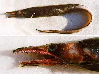 Deepwater conger (Xenomystax atrarius)