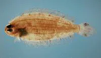 Deepwater dab (Poecilopsetta beanii)
