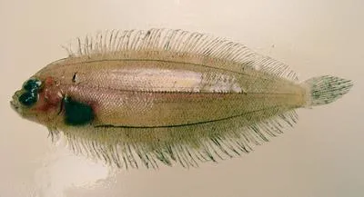 Deepwater flounder (Monolene sessilicauda)