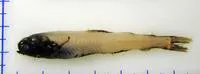Deepwater lanternfish (Taaningichthys bathyphilus)