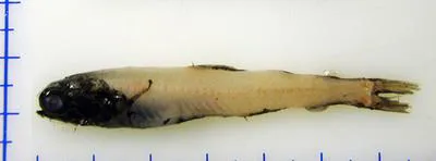 Deepwater lanternfish (Taaningichthys bathyphilus)
