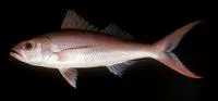 Deepwater longtail red snapper (Etelis coruscans)