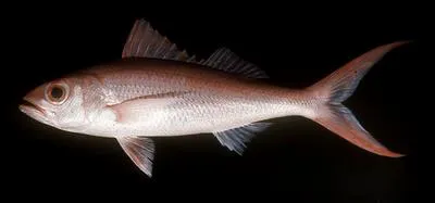 Deepwater longtail red snapper (Etelis coruscans)