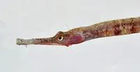 Deepwater pipefish (Cosmocampus profundus)