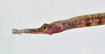 Deepwater pipefish (Cosmocampus profundus)