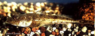 Deepwater sculpin (Myoxocephalus thompsonii)