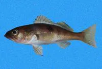 Deepwater serrano (Serranus aequidens)