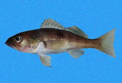 Deepwater serrano (Serranus aequidens)