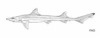 Deepwater sicklefin hound shark (Hemitriakis abdita)
