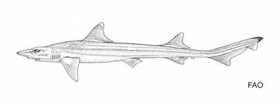 Deepwater sicklefin hound shark (Hemitriakis abdita)