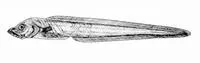 Deepwater slipskin (Lycodapus endemoscotus)