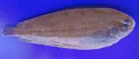 Deepwater sole (Bathysolea profundicola)