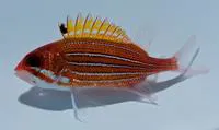 Deepwater squirrelfish (Sargocentron bullisi)