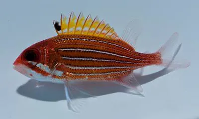 Deepwater squirrelfish (Sargocentron bullisi)