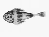 Deepwater stargazer (Kathetostoma nigrofasciatum)