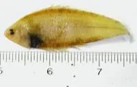Deepwater tonguefish (Symphurus piger)