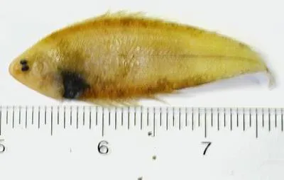 Deepwater tonguefish (Symphurus piger)