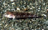 Deepwater triplefin (Matanui profundum)