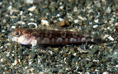 Deepwater triplefin (Matanui profundum)