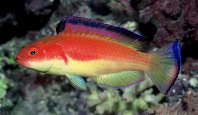 Deepwater wrasse (Cirrhilabrus bathyphilus)