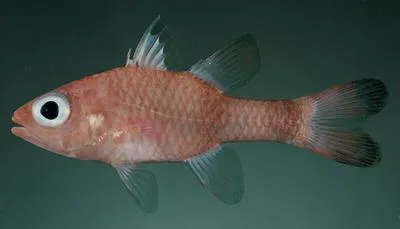 Deetsie's cardinalfish (Apogon deetsie)