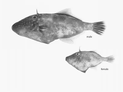 Degen's leatherjacket (Thamnaconus degeni)