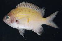 DeGruy?s Chromis (Chromis degruyi)