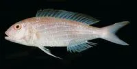 Delagoa threadfin bream (Nemipterus bipunctatus)