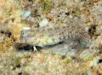 Delicate blenny (Glyptoparus delicatulus)