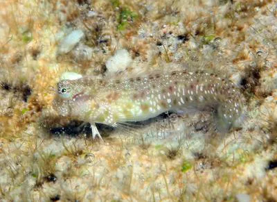 Delicate blenny (Glyptoparus delicatulus)