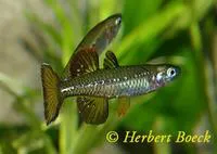 Delicate blue-eye (Pseudomugil tenellus)
