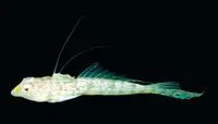 Delicate dragonet (Callionymus delicatulus)