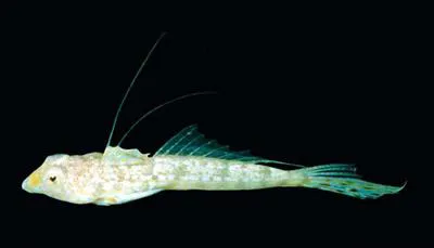 Delicate dragonet (Callionymus delicatulus)